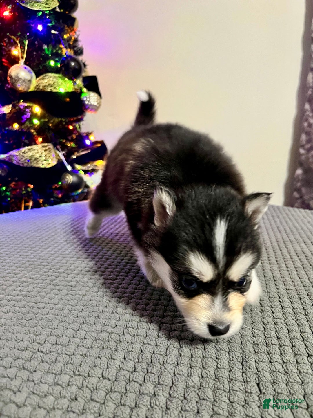 Pomsky dogs for sale: Brutus - Ad 1