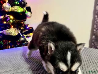 Pomsky dogs Brutus - Ad 24