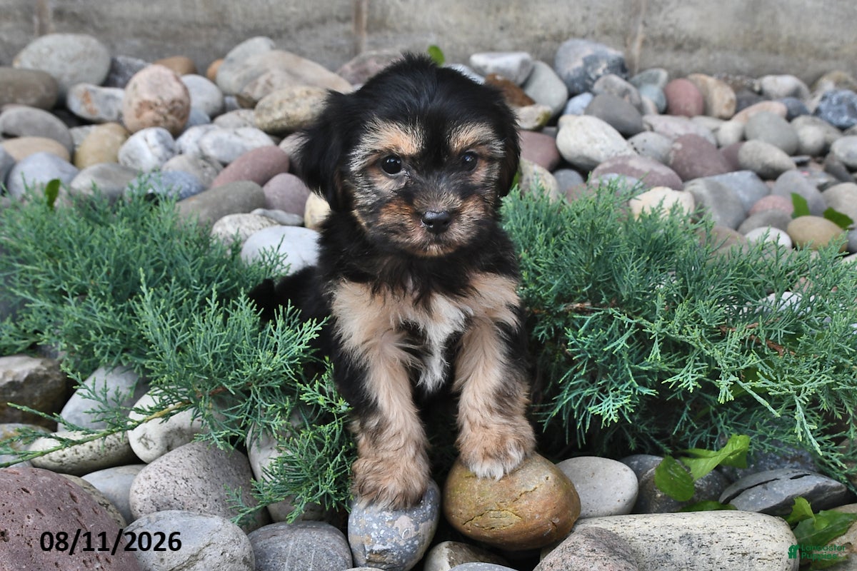 Shorkie dogs Sammy - Ad 1