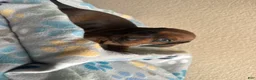 Dachshund dogs for sale: Bo - Ad 3