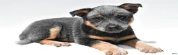 Australian Cattle Dog dogs for sale: Sapphire - Ad 5