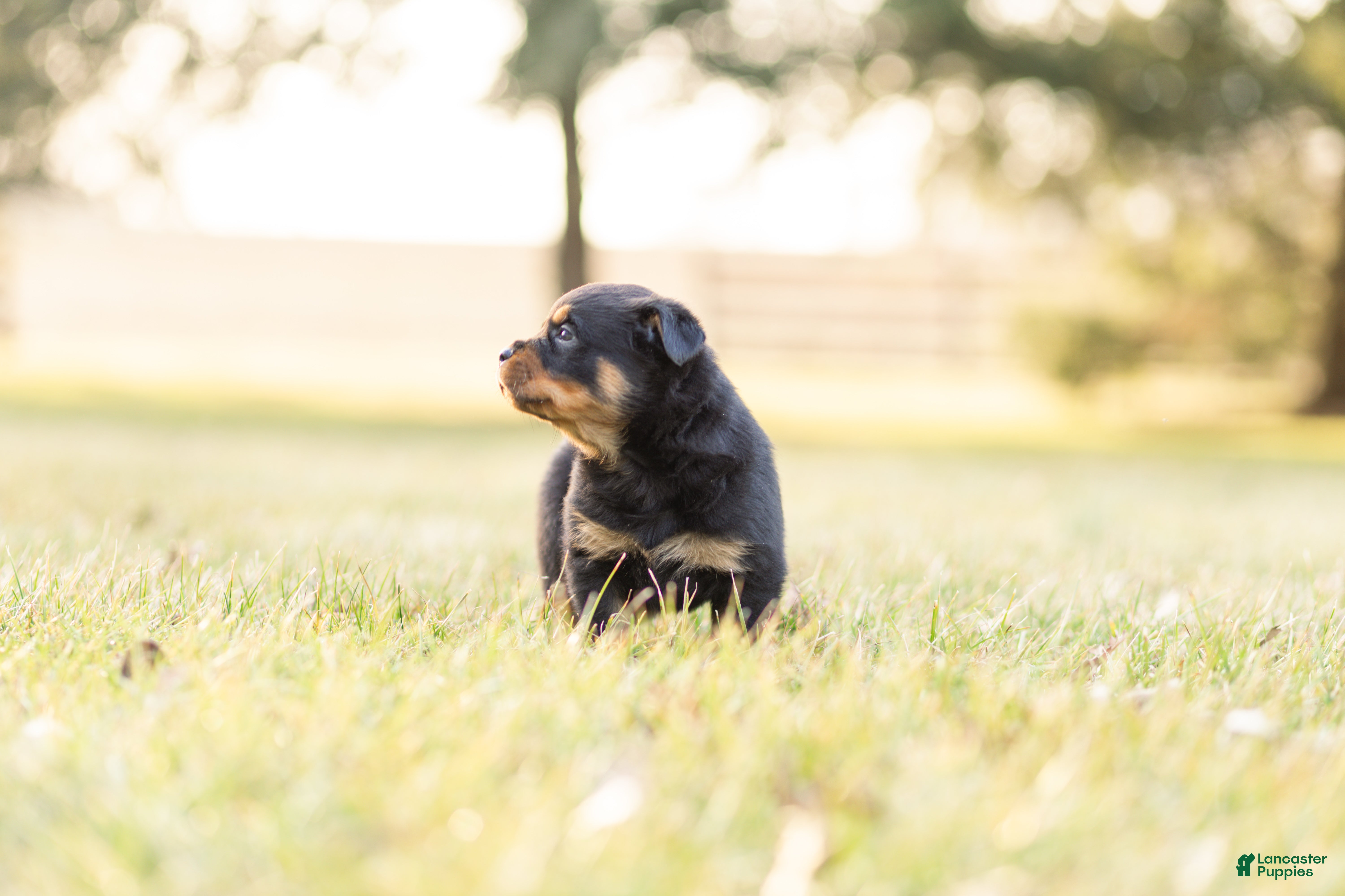 Rottweiler dogs Rottweiler Puppy 1 - Ad 2