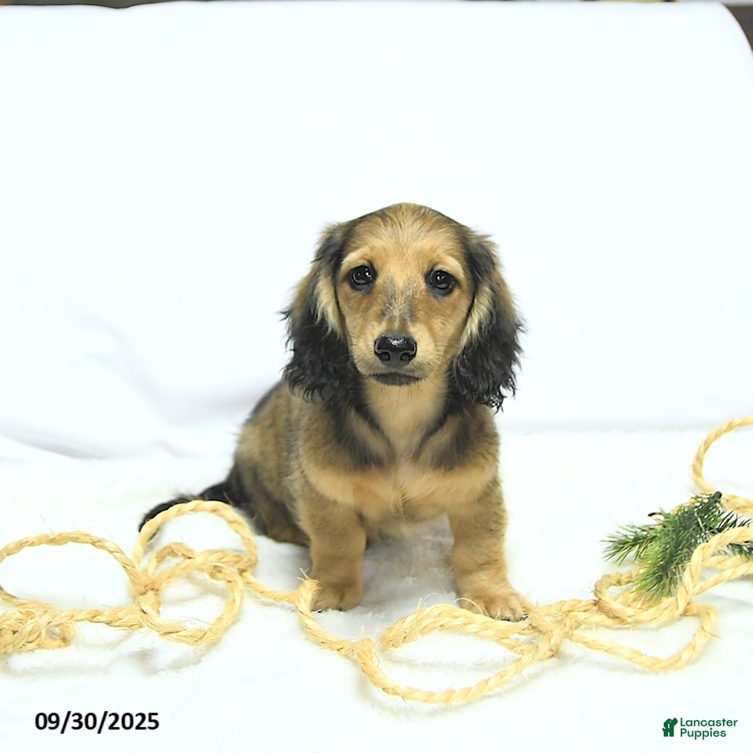 Miniature Dachshund dogs for sale: Fredrick - Ad 4