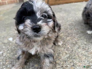Mini Aussiedoodle dogs Mini Aussiedoodle Puppy 3 - Ad 3