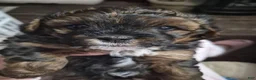 Mixed Breed dogs for sale: Mixed Breed 3 - Ad 17
