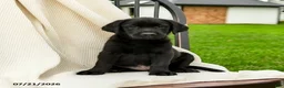 Labrador Retriever dogs for sale: Lyla - Ad 3