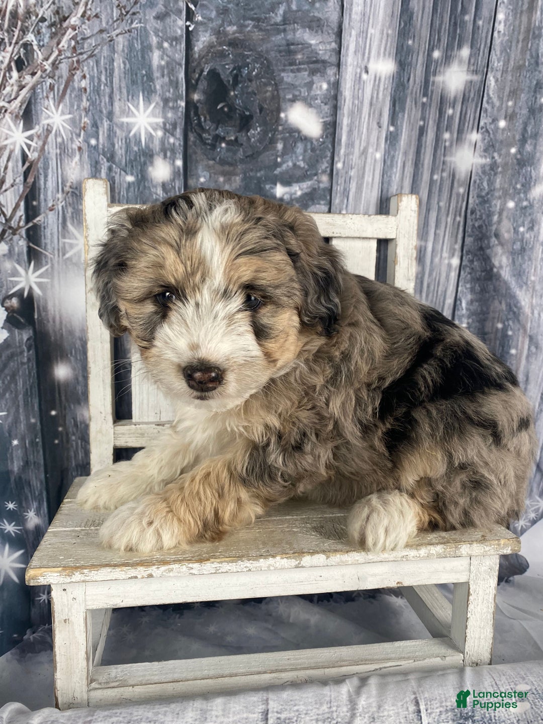 Aussiedoodle dogs for sale: Luke - Ad 4