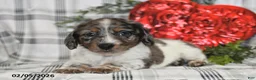 Miniature Dachshund dogs for sale: Oreo - Ad 2