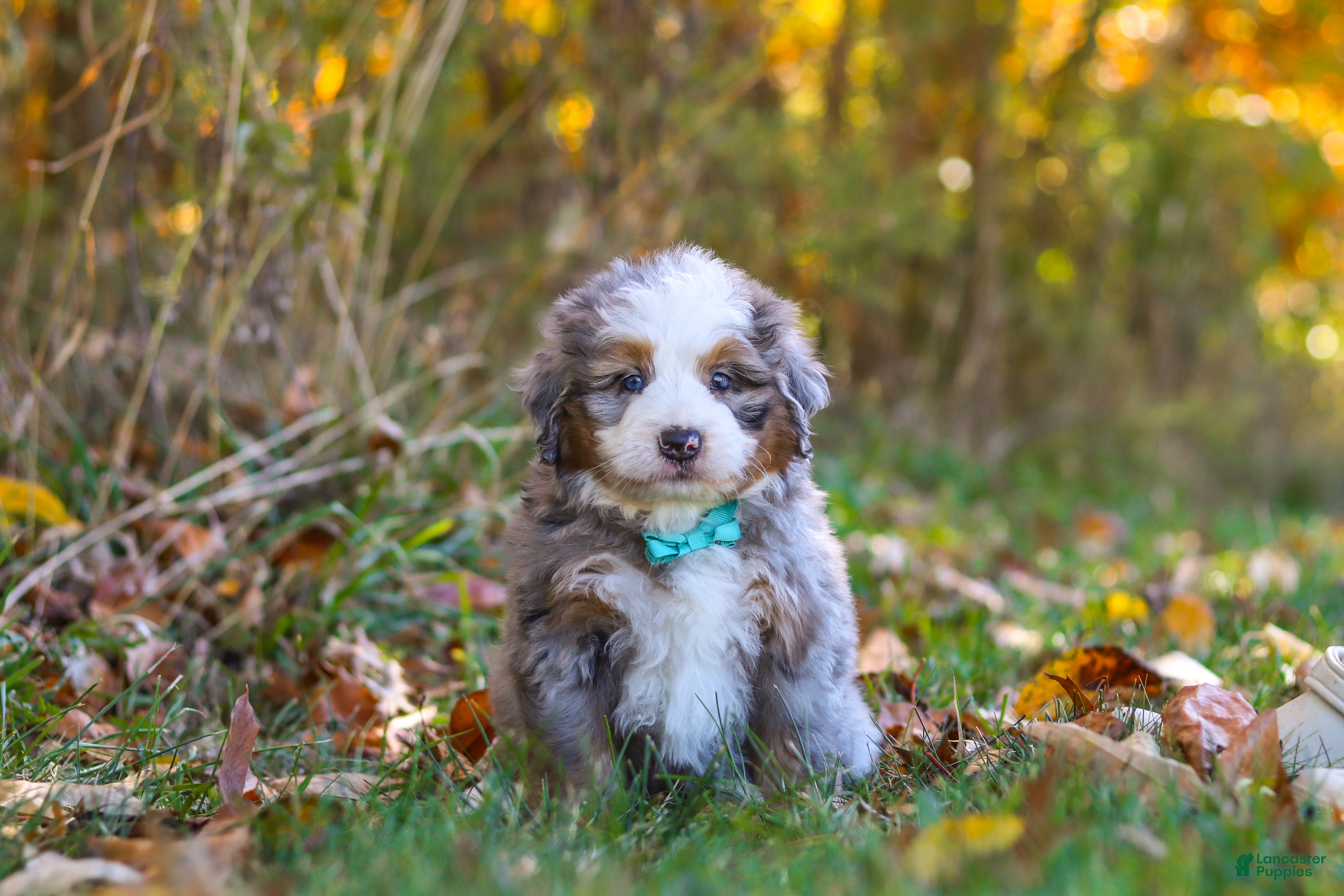 Mini Bernedoodle dogs Shadow - Ad 1