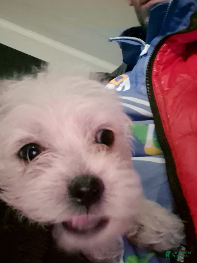 Mixed Breed dogs for sale: Baby Bear - Ad 2