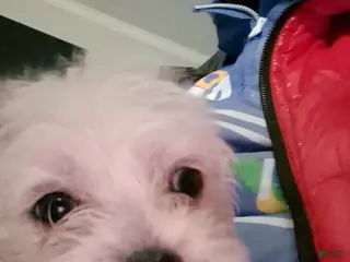 Mixed Breed dogs for sale: Baby Bear - Ad 2