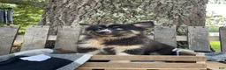 Pomsky dogs for sale: Max - Ad 4