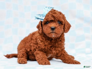 Cavapoo dogs Liam Cavapoo Pup - Ad 22