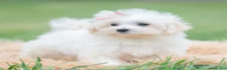 Maltipoo dogs for sale: Nellie - Ad 6
