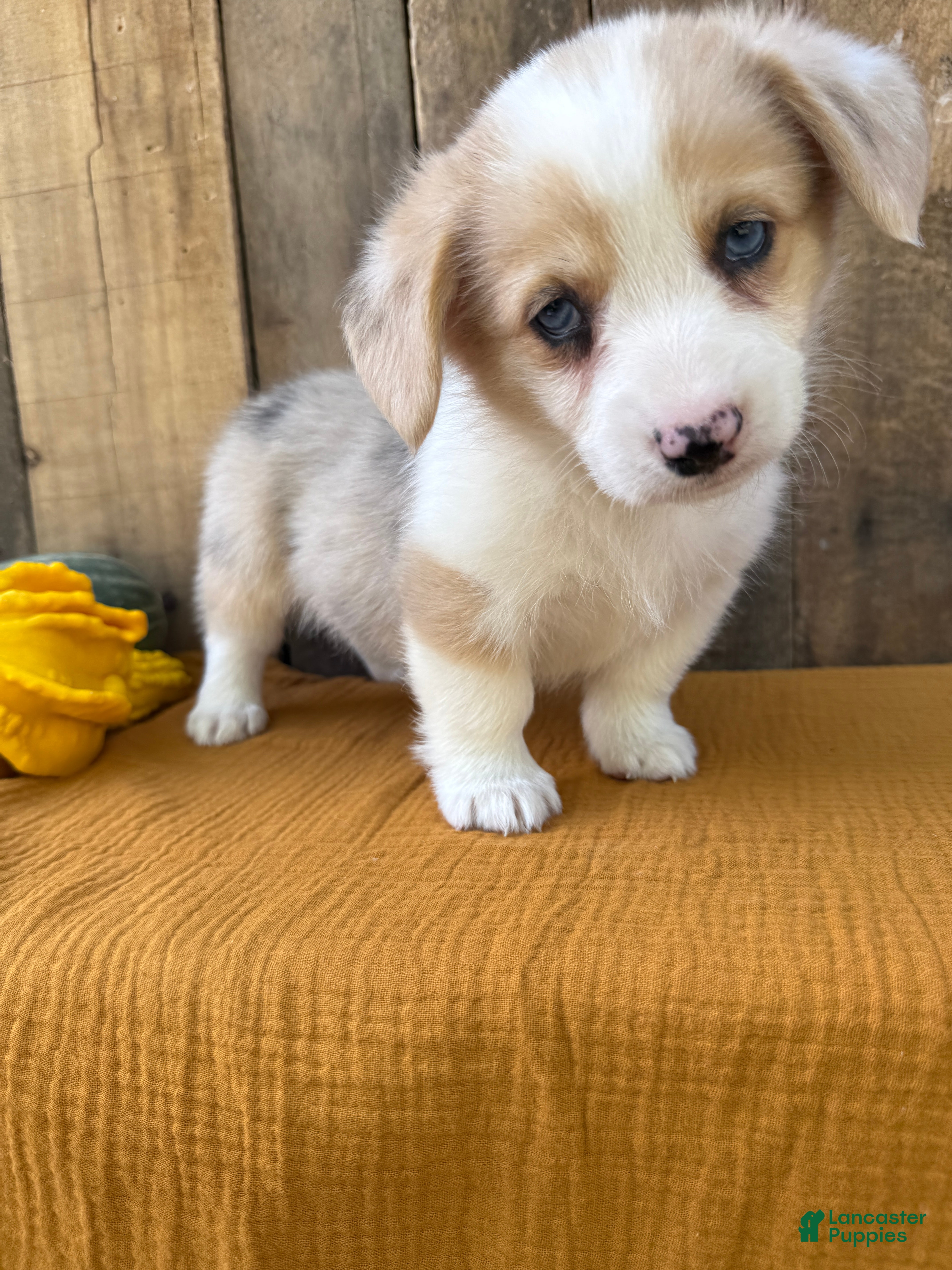 Welsh Corgi Pembroke dogs Jasper - Ad 8