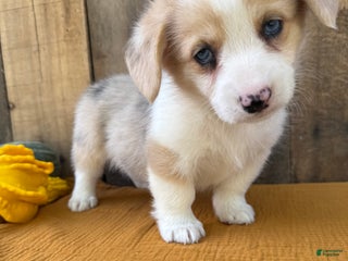 Welsh Corgi Pembroke dogs Jasper - Ad 20