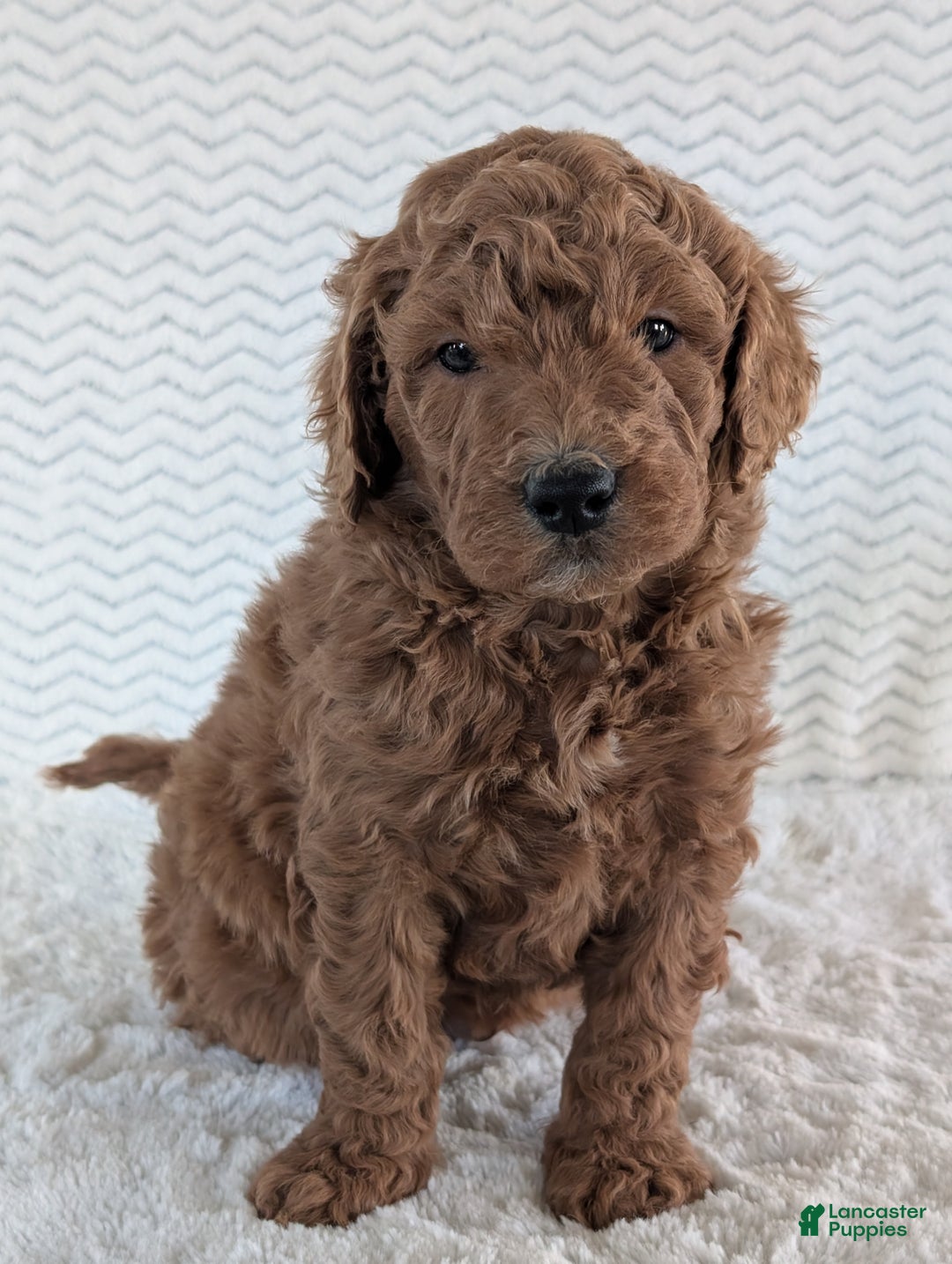 Goldendoodle dogs for sale: Teddy - Ad 3