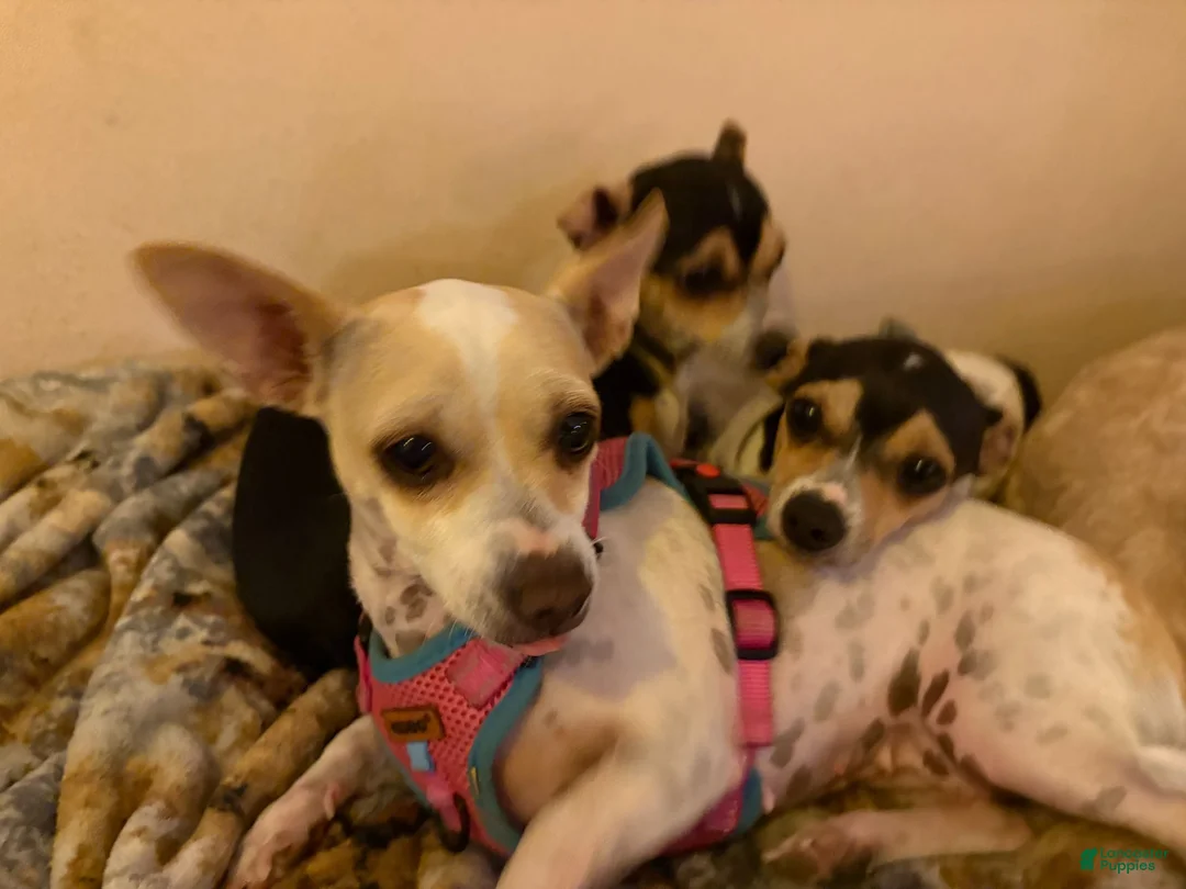 Chihuahua dogs for sale: Chihuahua 3 - Ad 6