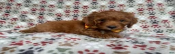 Cockapoo dogs for sale: Marcus - Ad 2
