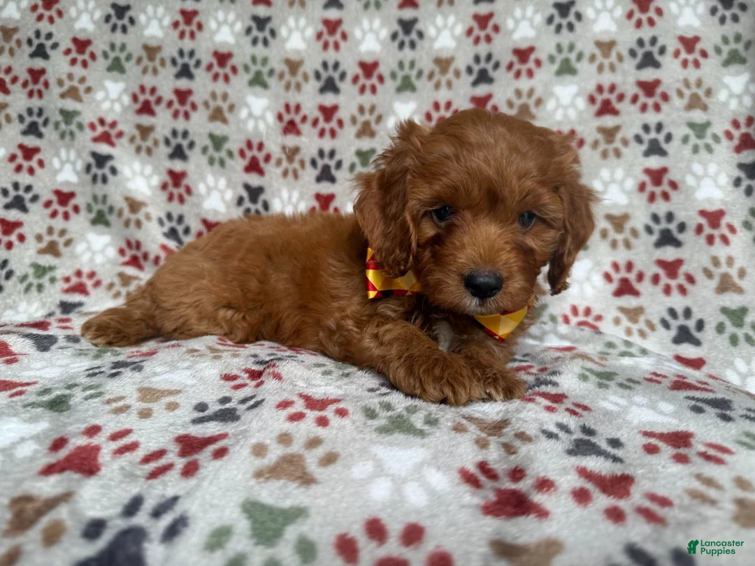 Cockapoo dogs for sale: Marcus - Ad 2