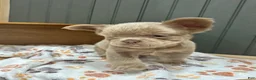 French Bulldog dogs for sale: Chewie - Ad 4