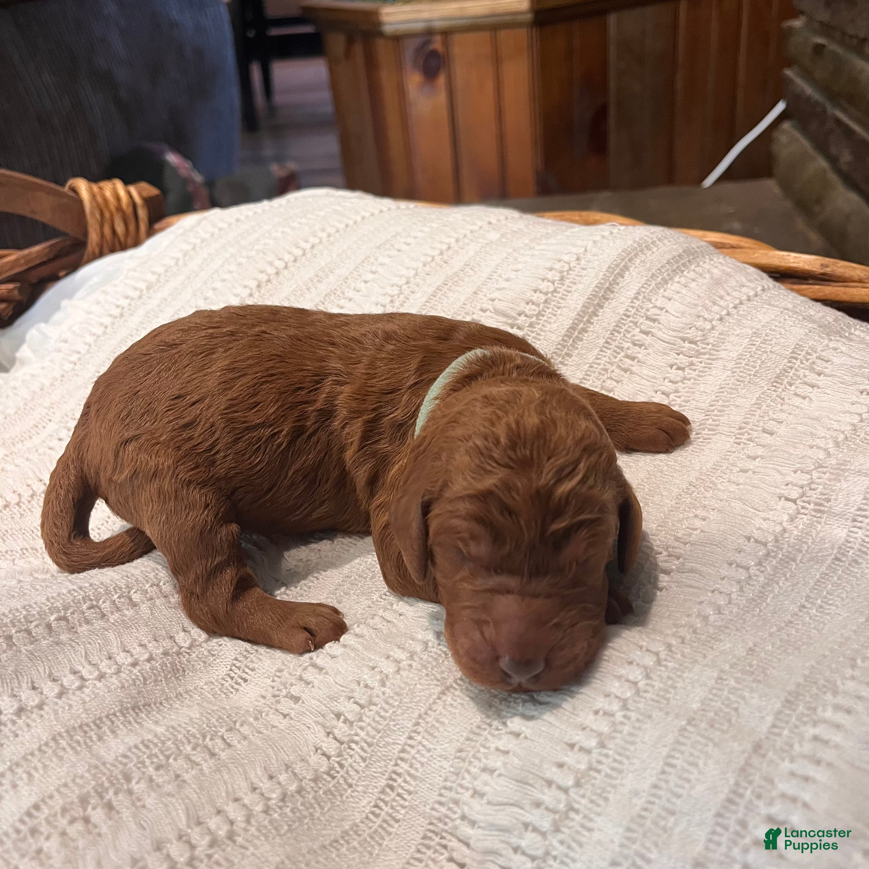 Irish Doodle dogs Aqua Collar - “Heidi” - Ad 1