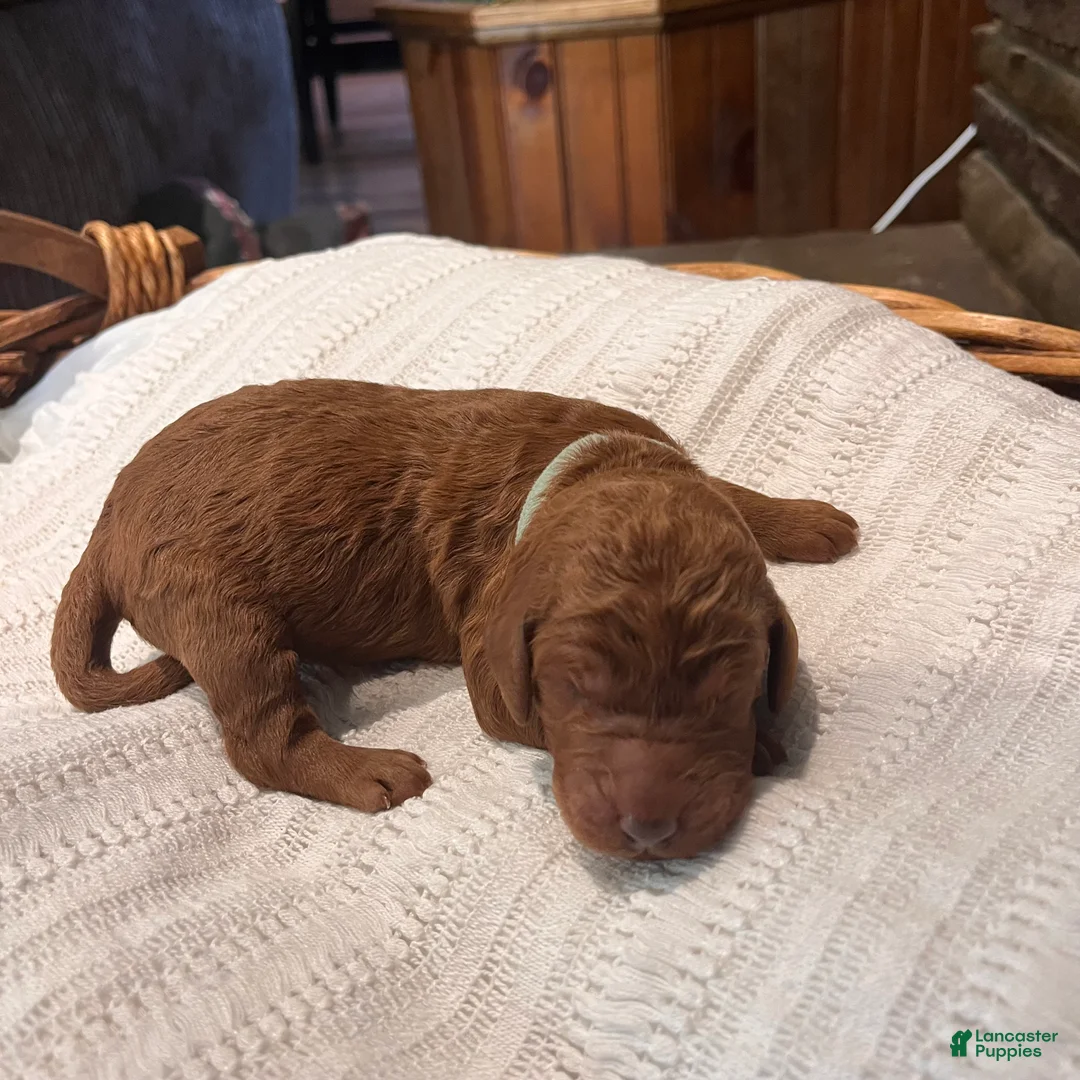 Irish Doodle dogs for sale: Aqua Collar - “Heidi” - Ad 1