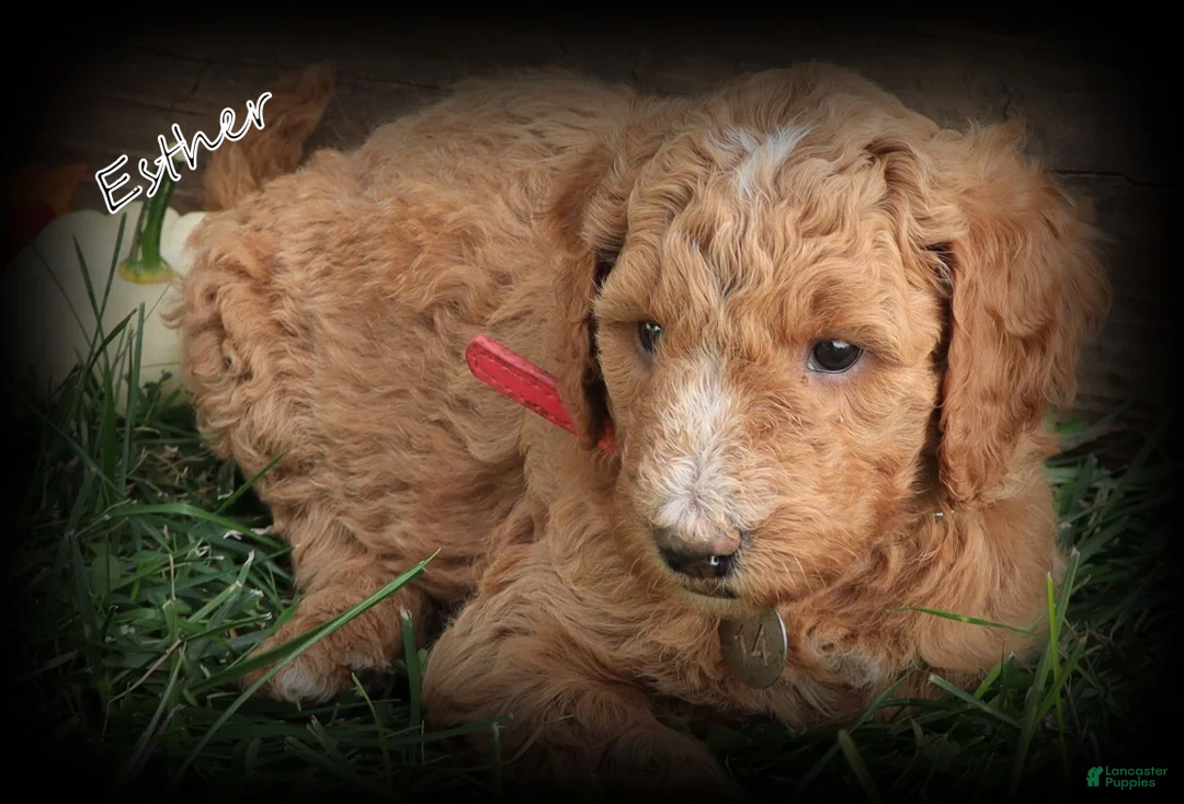 Standard Poodle dogs for sale: Esther - Ad 1
