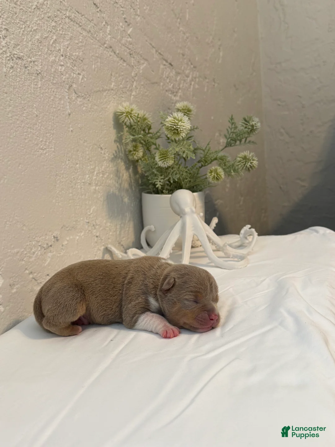 American Bully dogs for sale: Guapo - Ad 1