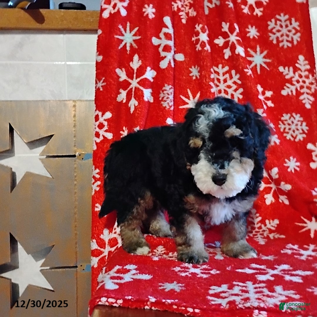 Mini Bernedoodle dogs for sale: Ranger - Ad 7