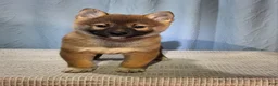 Shiba Inu dogs for sale: Peanut  - Ad 2
