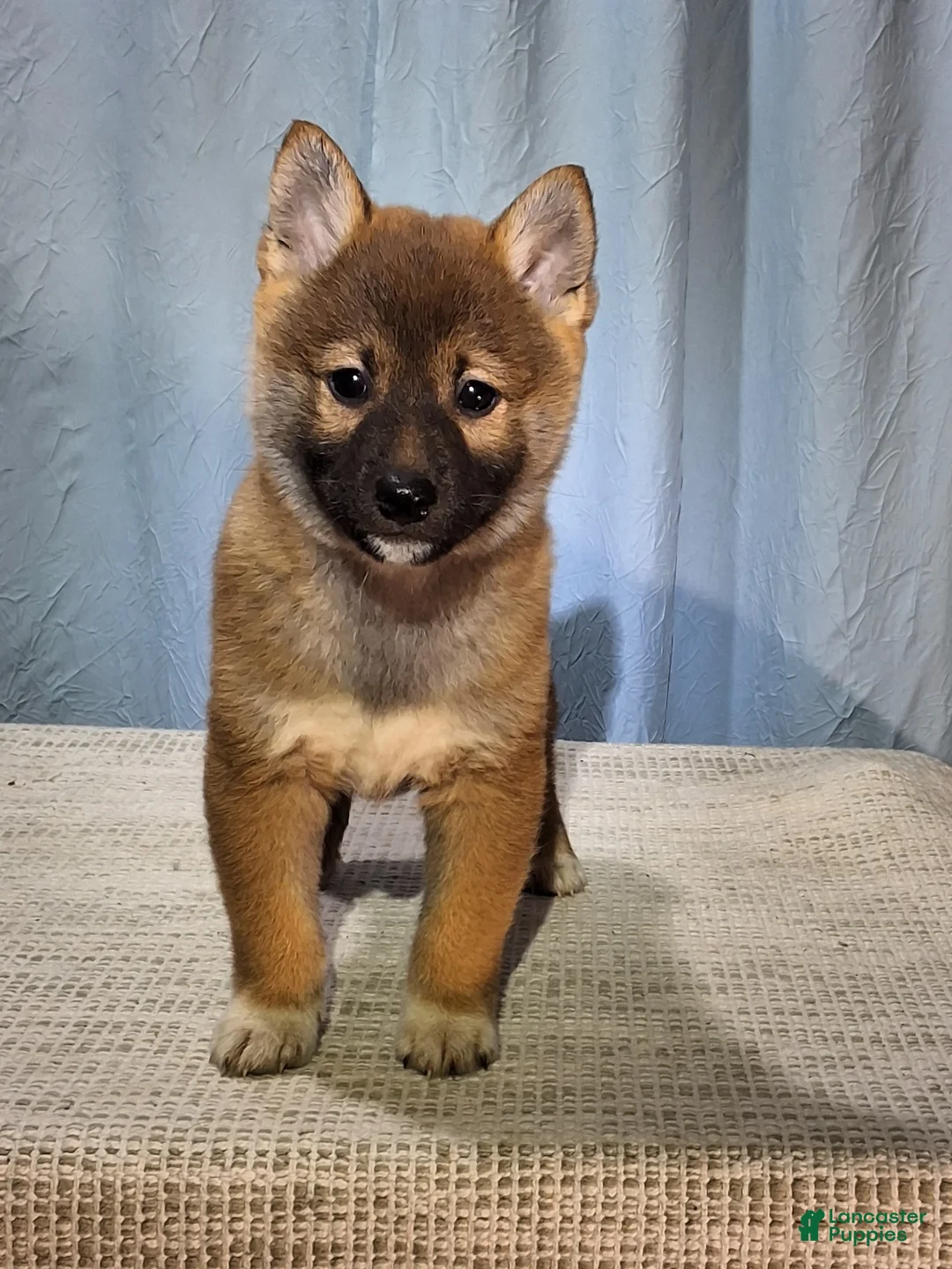 Shiba Inu dogs for sale: Peanut  - Ad 2