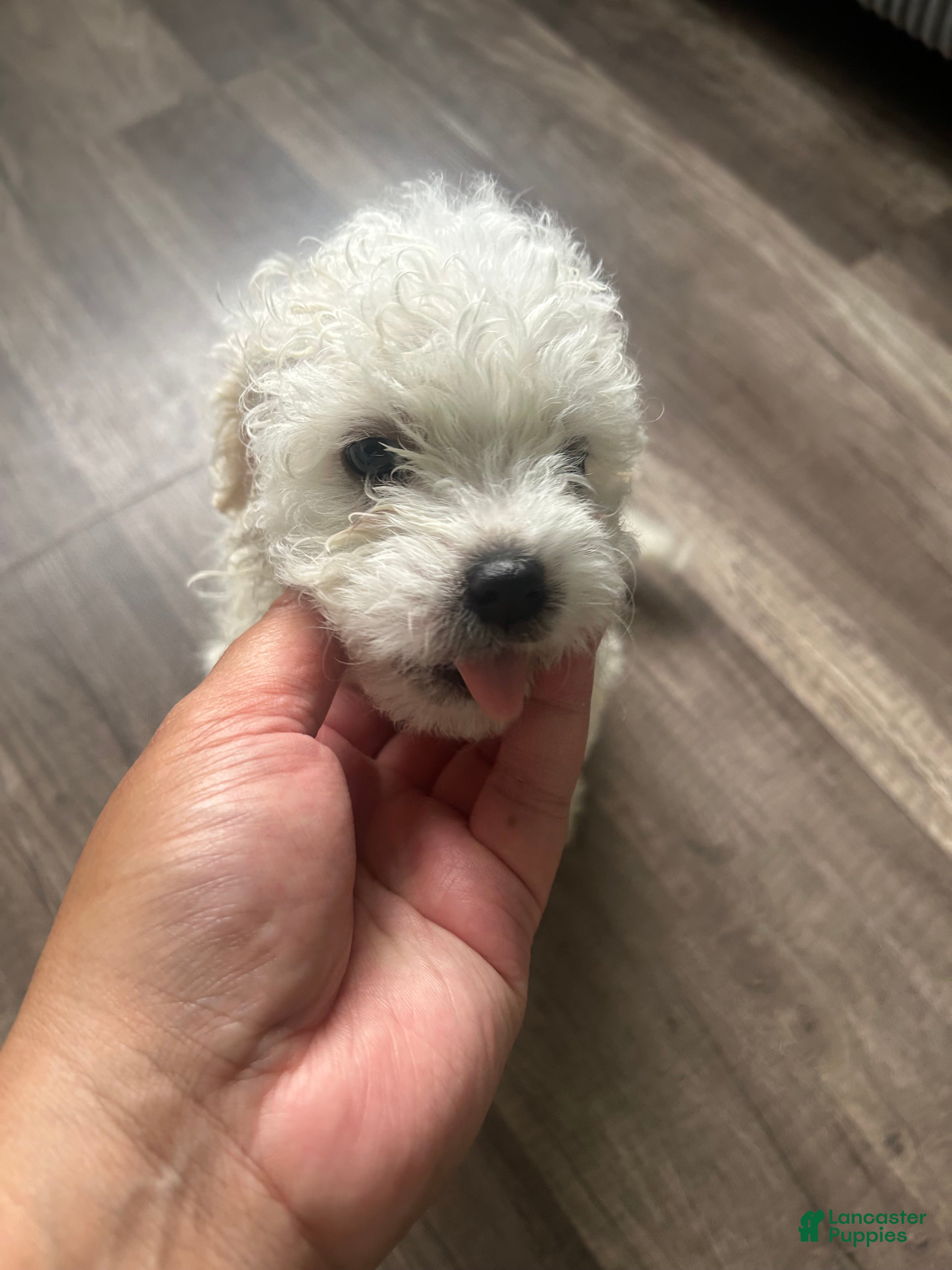 Mixed Breed dogs Mixed Breed 1 - Ad 36