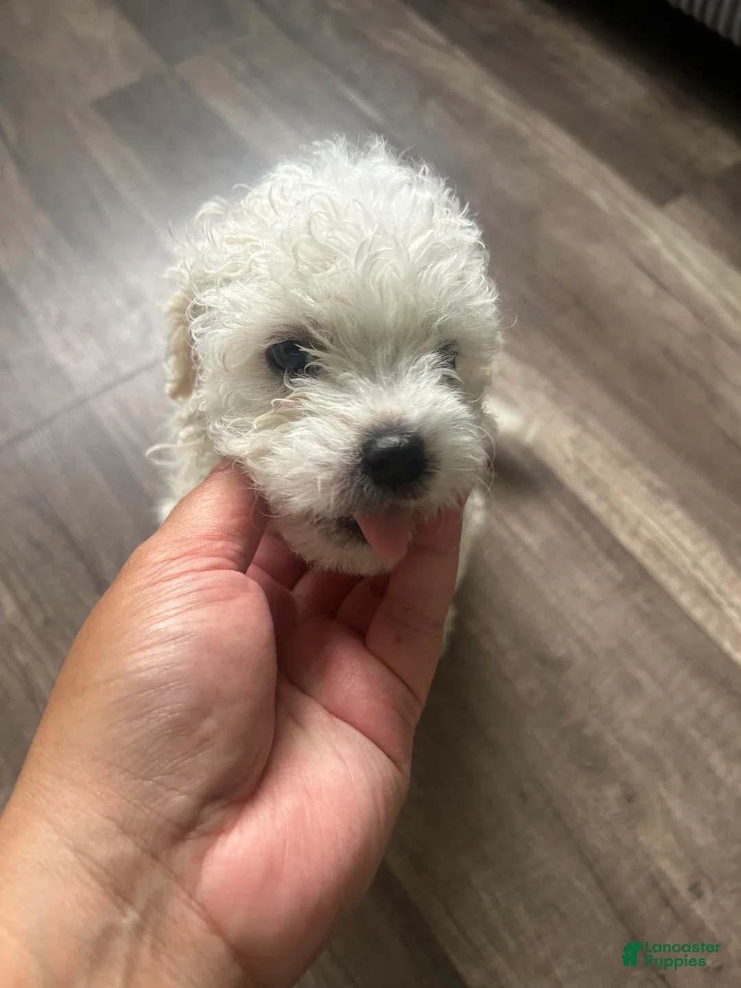 Mixed Breed dogs for sale: Mixed Breed 1 - Ad 1