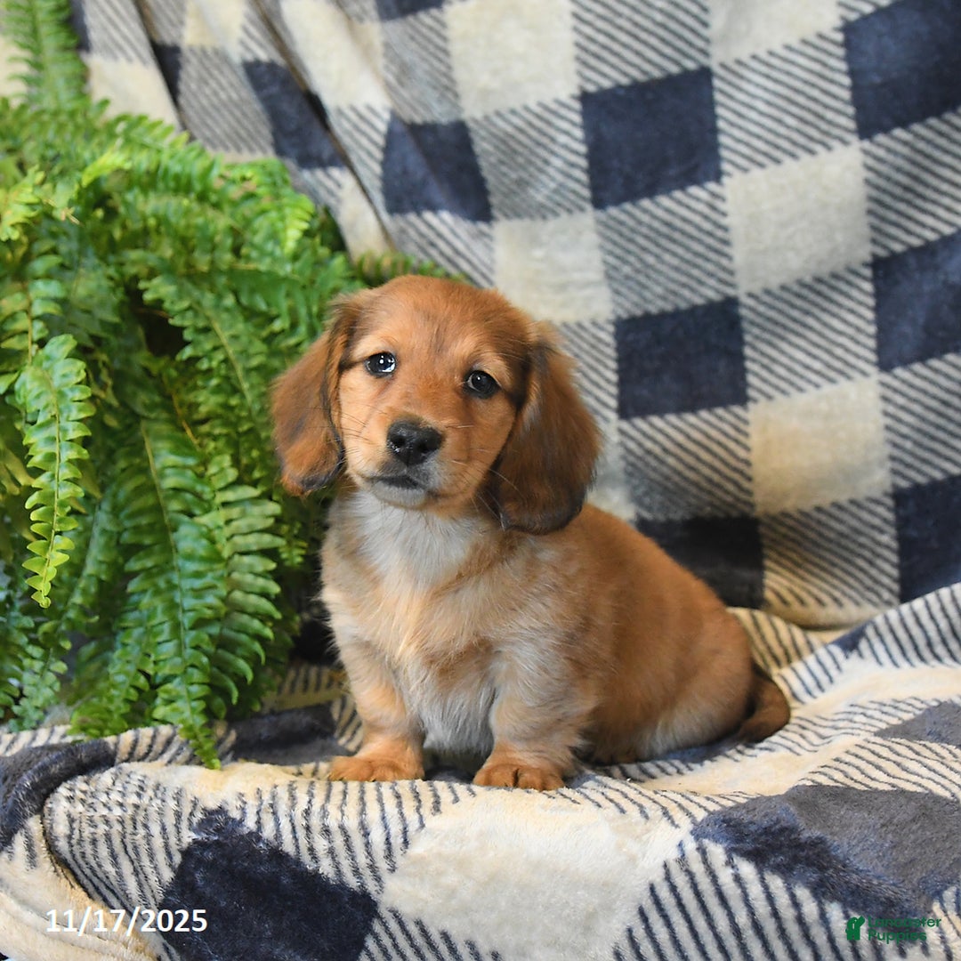 Miniature Dachshund dogs for sale: Memphis - Ad 1