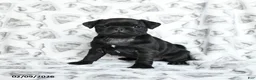 Pug dogs for sale: Raven - Ad 1