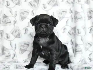 Pug dogs Raven - Ad 3