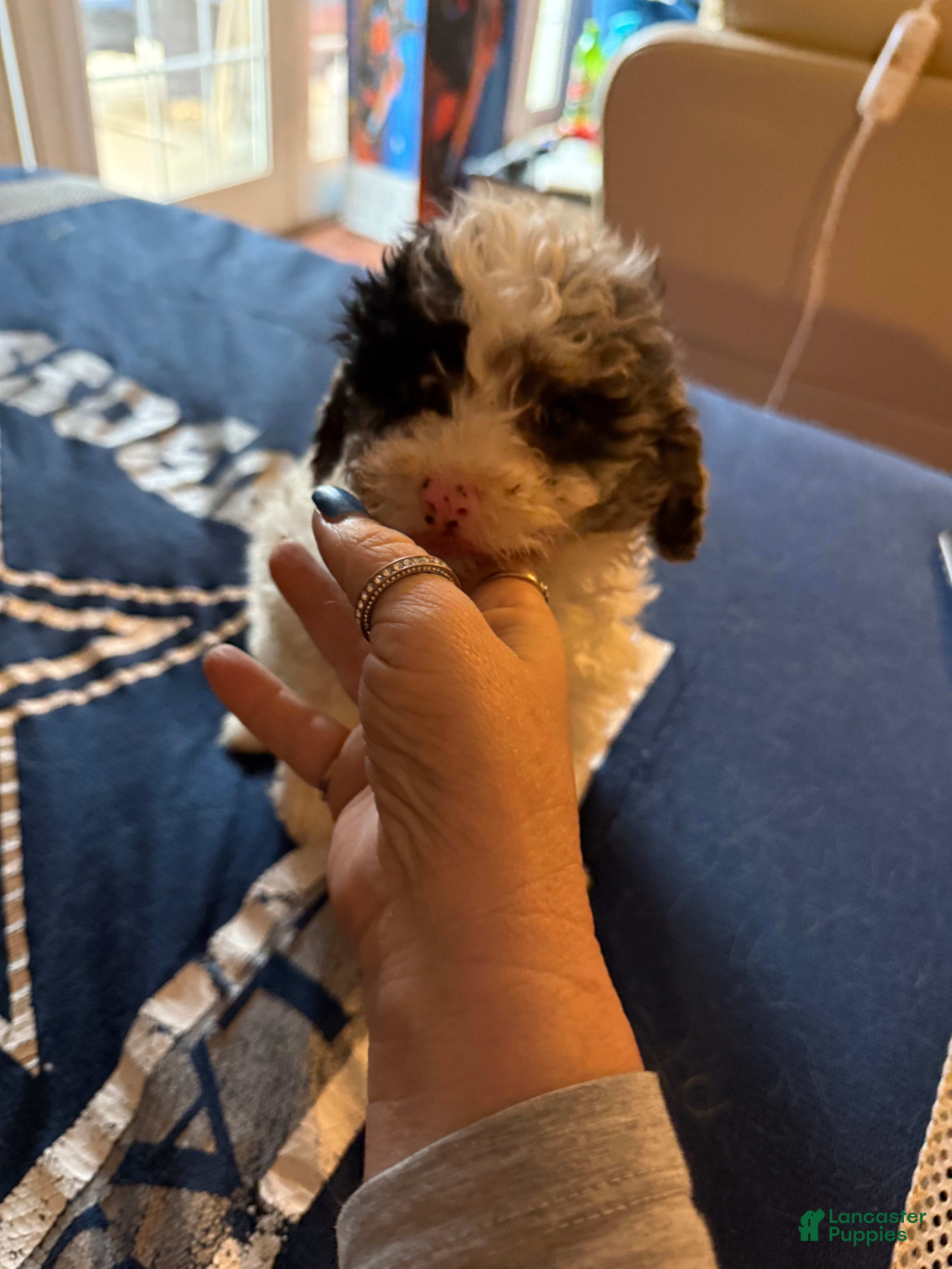 Cavapoo dogs Angel merle - Ad 1