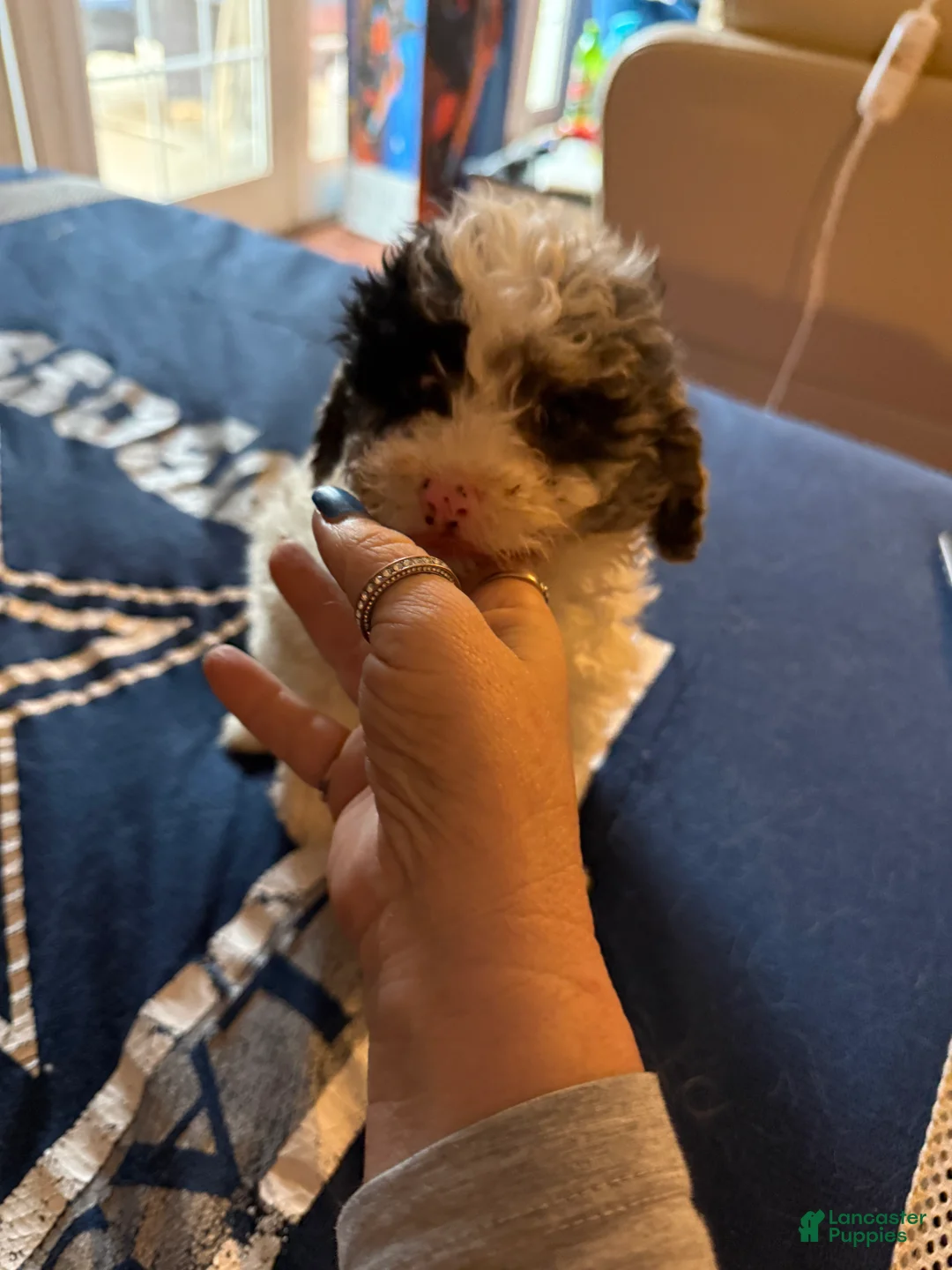 Cavapoo dogs for sale: Angel merle - Ad 1