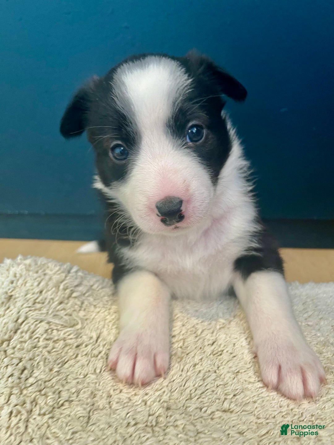 Mixed Breed dogs for sale: Ruby - Ad 5