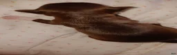 Chihuahua dogs for sale: Chihuahua 3 - Ad 2