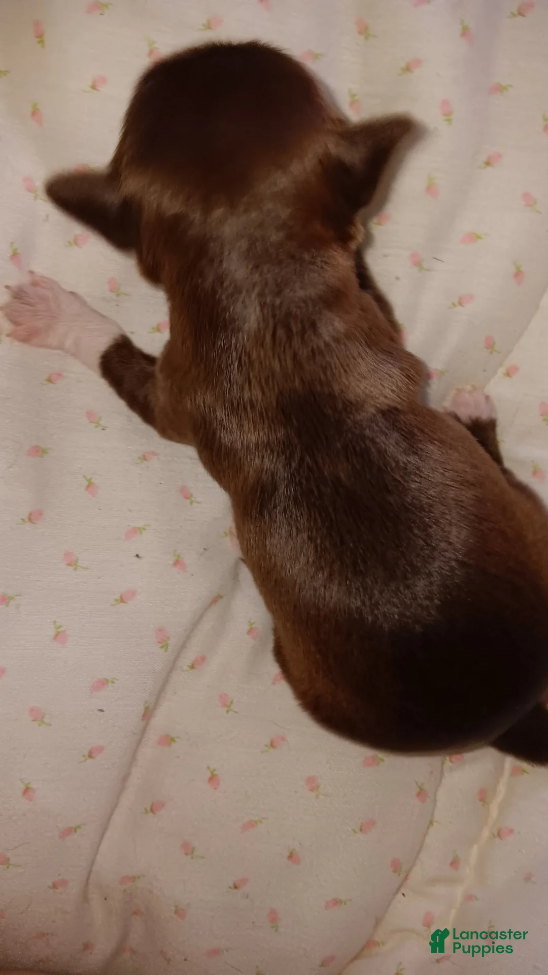 Chihuahua dogs for sale: Chihuahua 3 - Ad 2