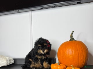Miniature Poodle dogs - Ad 31