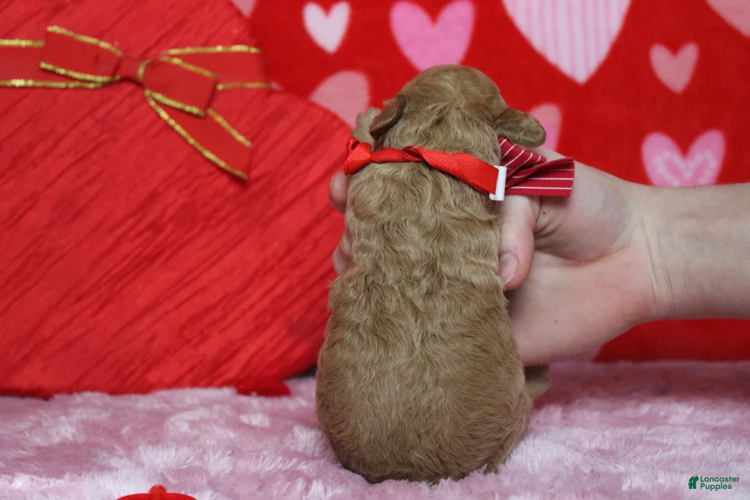 Goldendoodle dogs for sale: Dew - Ad 9