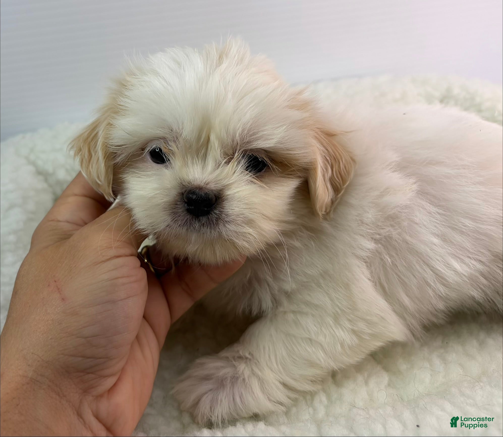 Mixed Breed dogs Xara - Ad 8