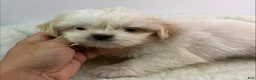 Mixed Breed dogs for sale: Xara - Ad 1