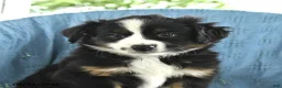 Miniature Australian Shepherd dogs for sale: Rocky - Ad 3