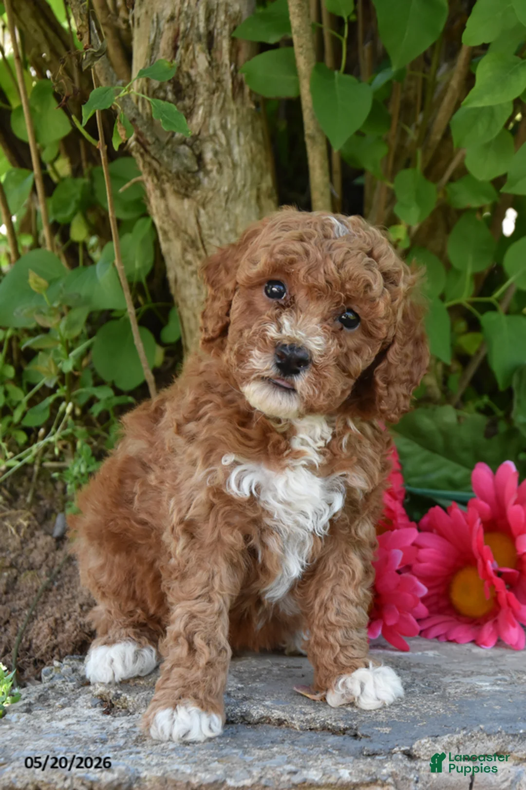 Miniature Poodle dogs for sale: June - Ad 1