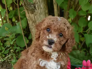 Miniature Poodle dogs for sale: June - Ad 1