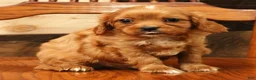 Cavapoo dogs for sale: Bentley - Ad 8